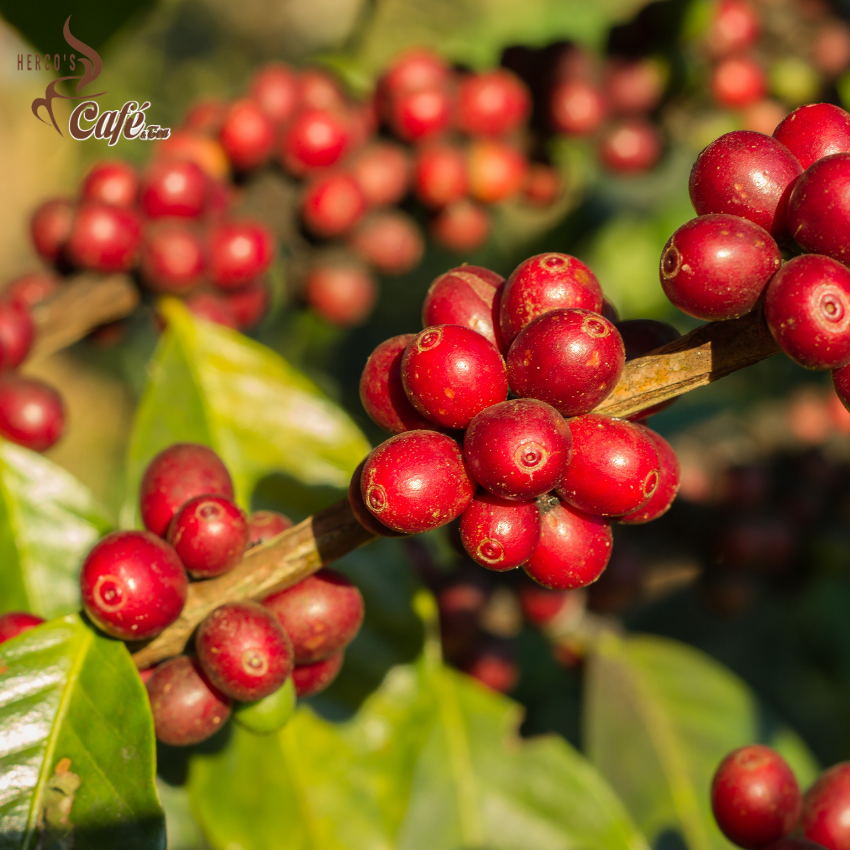 [FREE SHIP] 1KG Cà phê MIX HERCO CT1(100% cà phê hạt rang xay mộc nguyên chất) xay dùng pha phin - cafe pha máy