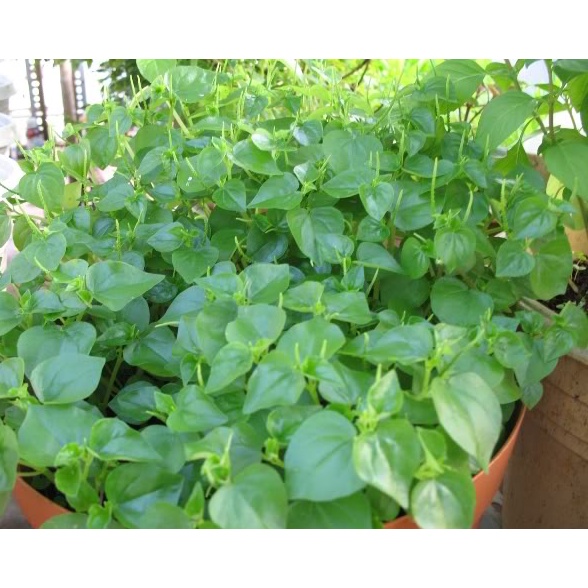 #Hạt giống rau càng cua 100 hạt