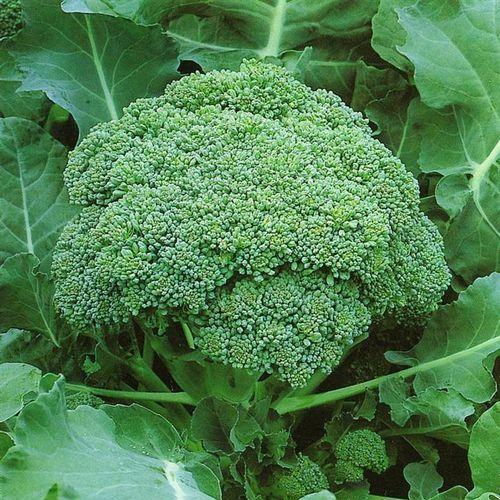 Hạt Giống Bông Cải Xanh (Súp Lơ Xanh) Thái Lan Năng Suất Cao, Bông Mịn Chắc