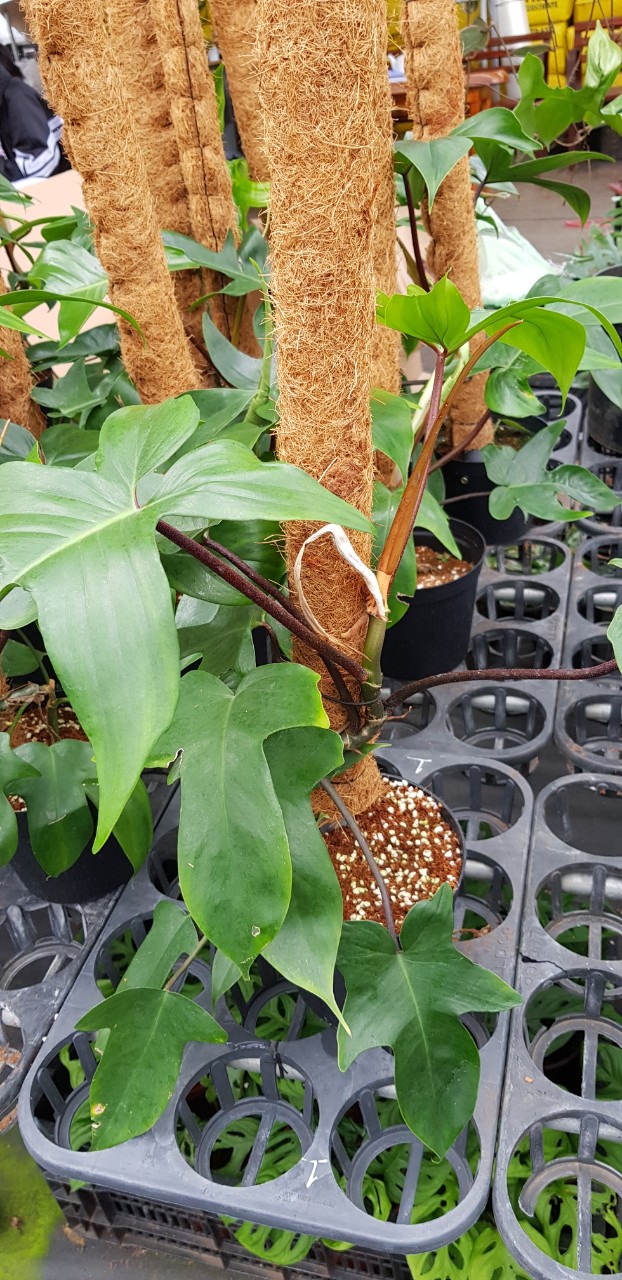 Trụ xơ dừa trồng cây