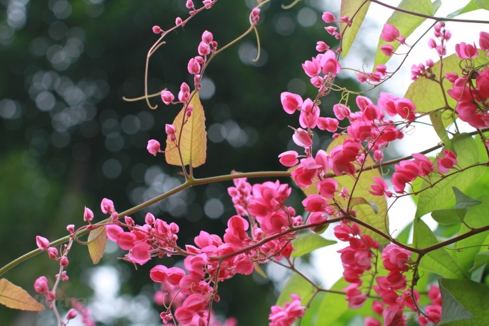 CÂY GIỐNG HOA TY GÔN