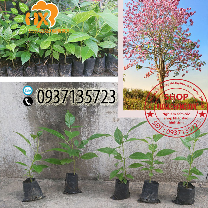combo 5 cây kèn hồng cây giống
