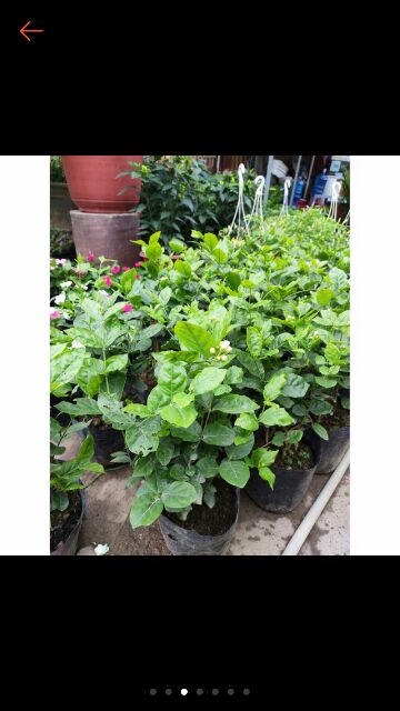 Chậu hoa lài tiểu thư (hoa kép)