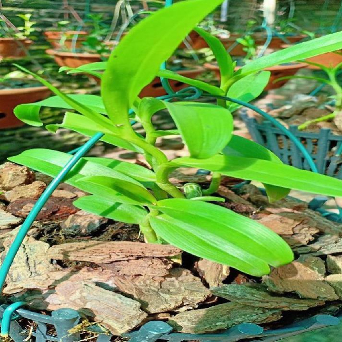 Hoa lan phi điệp - 5ct người đẹp bình dương(gieo hạt,cây năm 1,cao12cm)