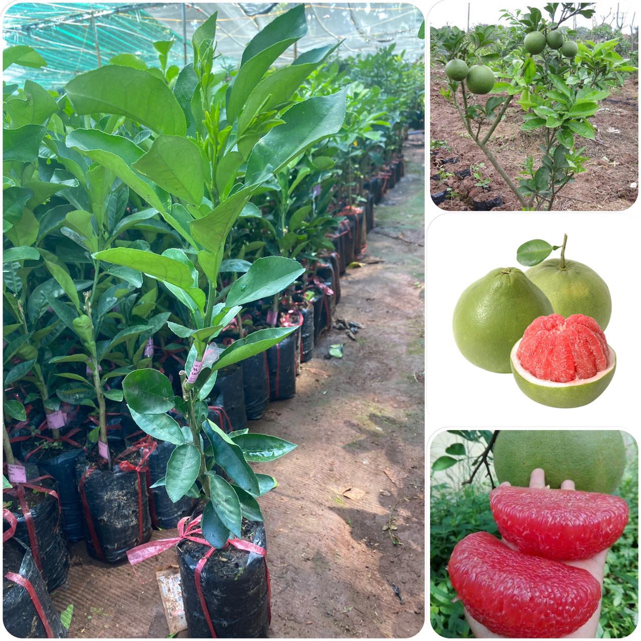 CÂY GIỐNG BƯỞI RUBY MALAISIA RUỘT ĐỎ ( cây khỏe ĐẸP dễ trồng, sinh trưởng tốt).