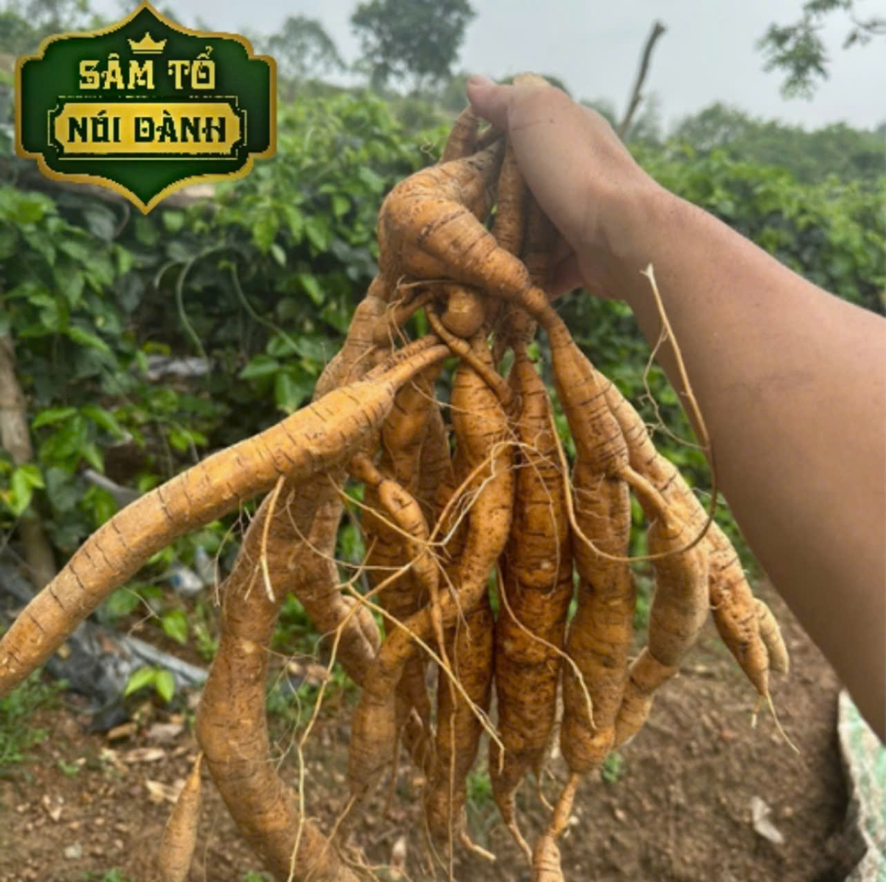 Củ Sâm Nam núi Dành 7 năm tuổi tươi 1kg - Sâm Tổ núi Dành