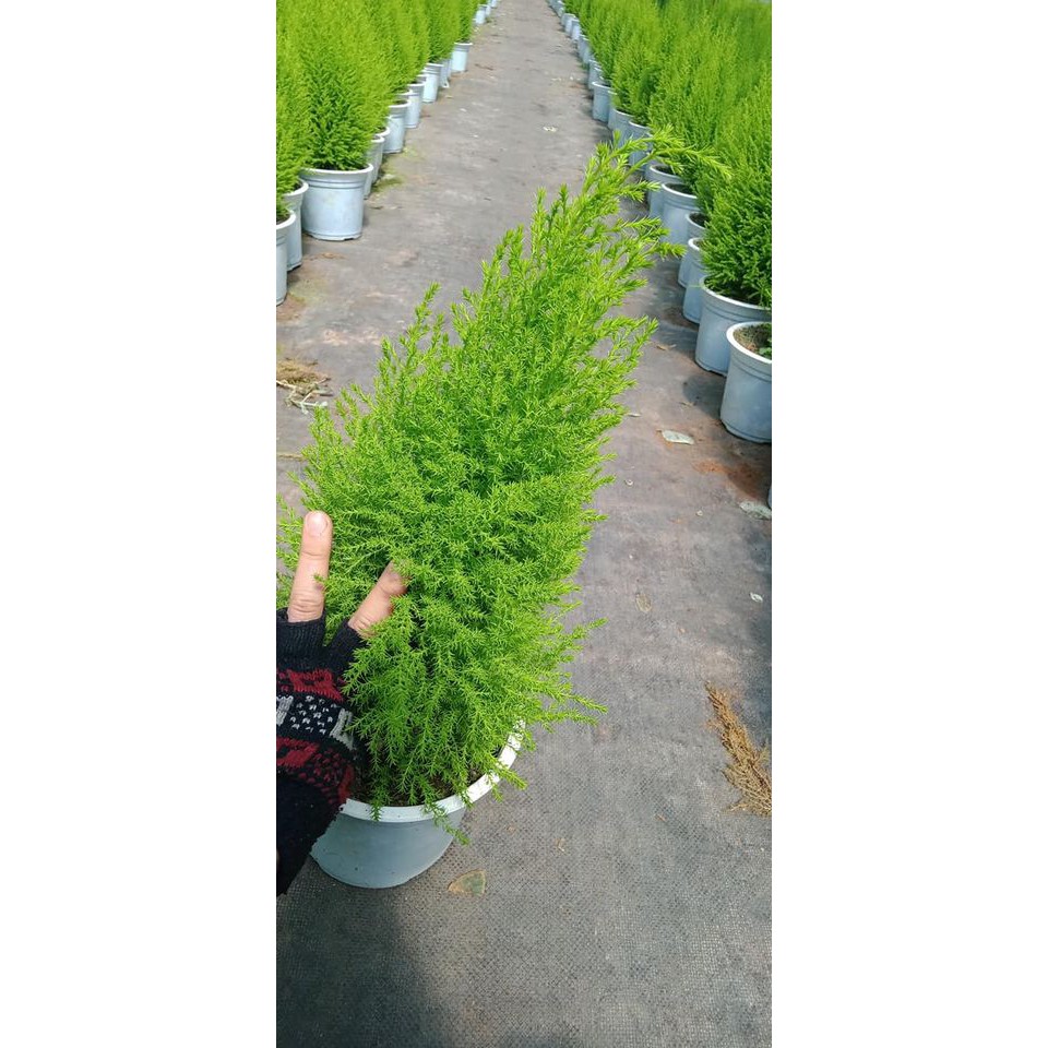 Cây tùng thơm cao 50-60 cm + trang trí noel (ảnh thật)