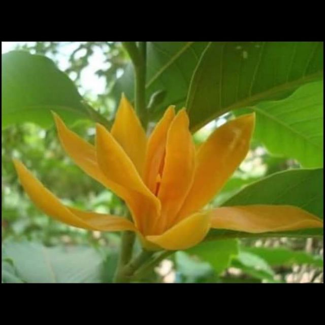 [ Xả - Cắt Lỗ] Hoa Hoàng Lan