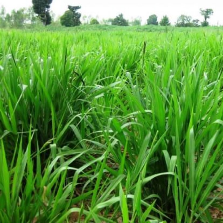 Hạt giống Cỏ MULATO 2 gói 100gr