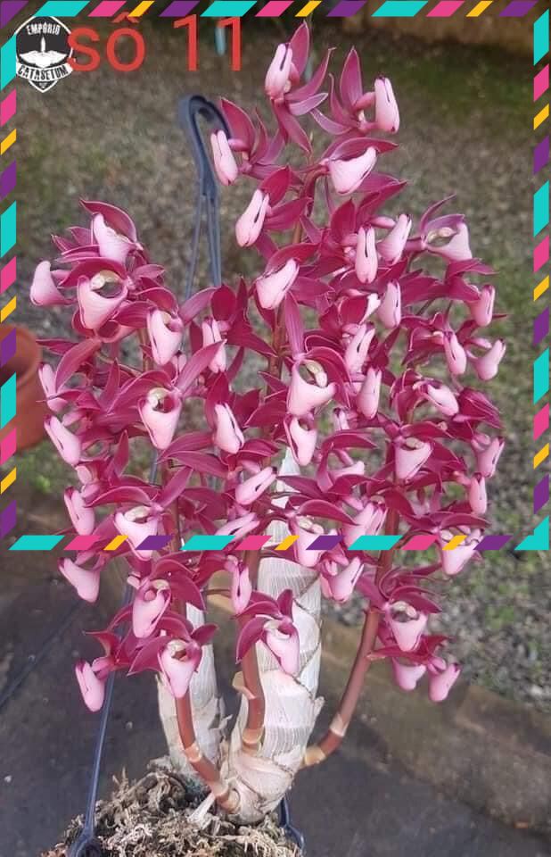 Hoa Lan thiên Nga đột biến(1 củ hình cuối) qq
