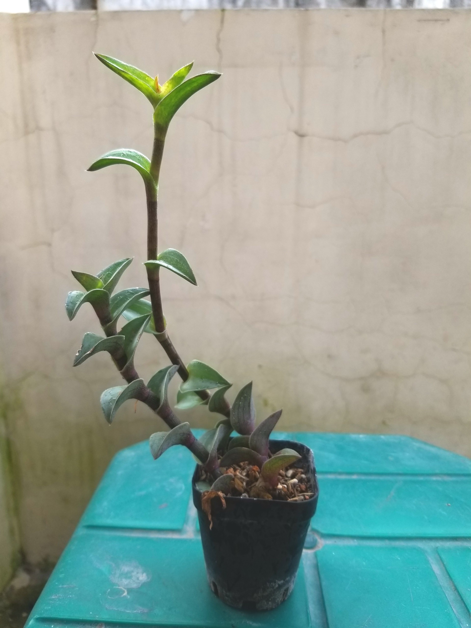[HCM]Sen Đá Lá Xếp độc lạ