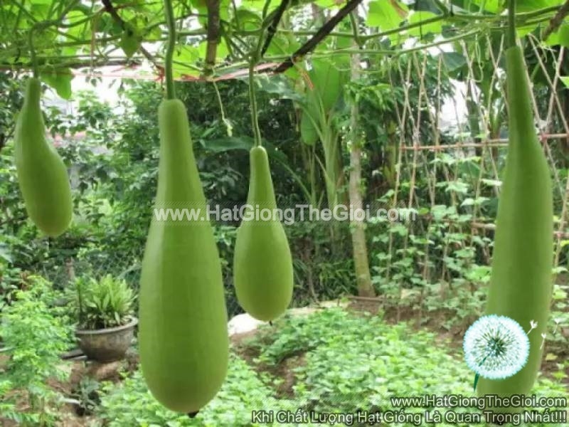 Hạt Giống Bầu Xị 518 Rạng Đông Gói 2Gram
