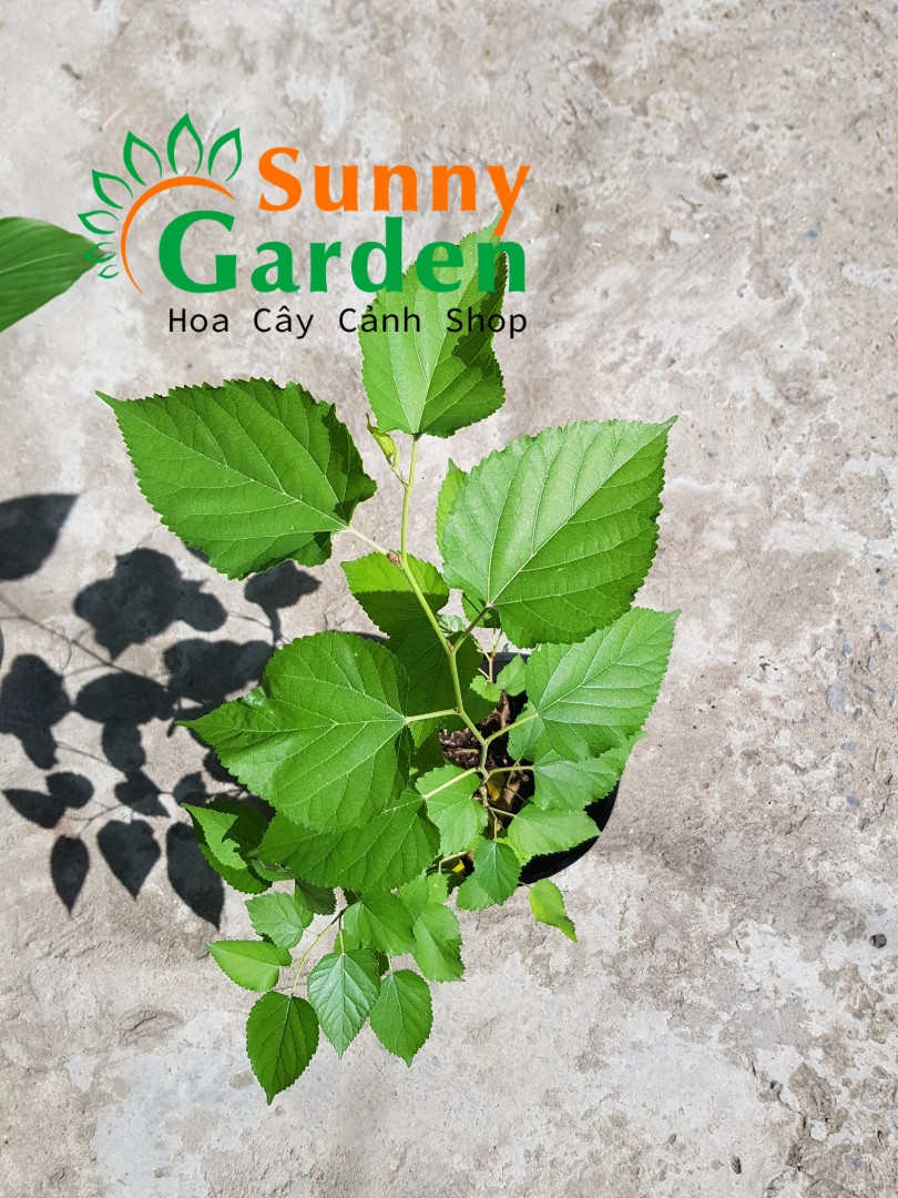 Cây Giống Dâu Tằm - Cây Dược Liệu