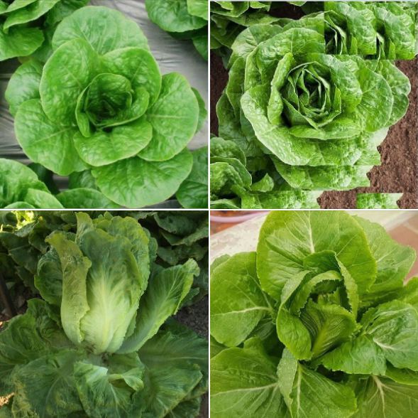 Hạt giống xà lách Romain xanh - gói 0.2gr ( 140 hạt )