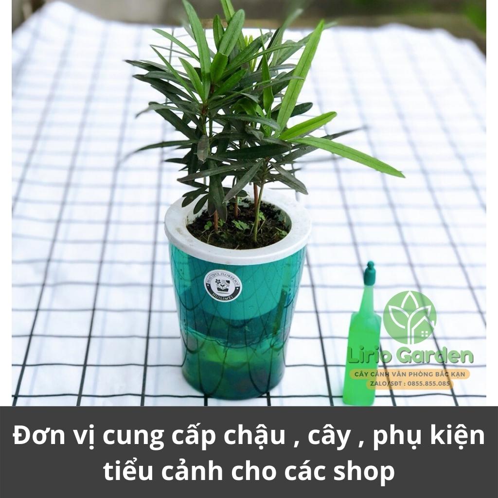 [ quà tặng kèm ] cây tùng la hán thủy sinh