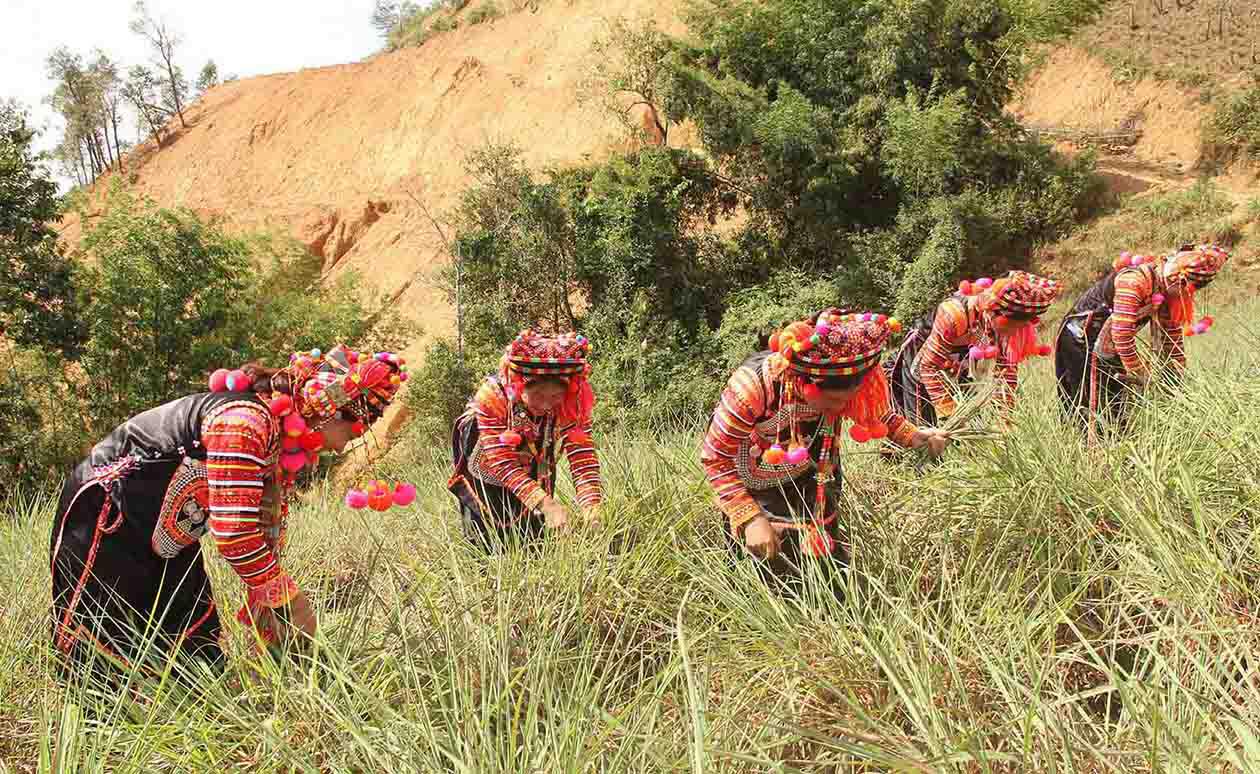 Tinh Dầu Sả Nguyên Chất