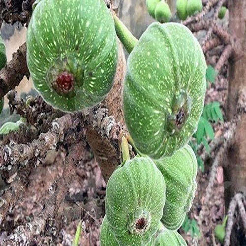 Cây vả giống chuẩn