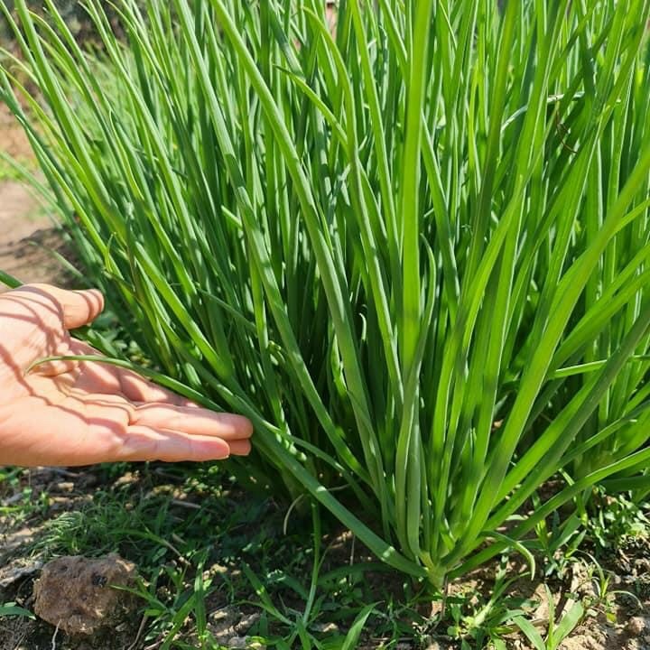 Hạt giống Hành Hương chịu nhiệt trồng quanh năm (RD 215) gói 2gr