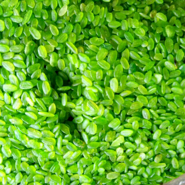 500g cốm xanh dùng nấu chè, xôi