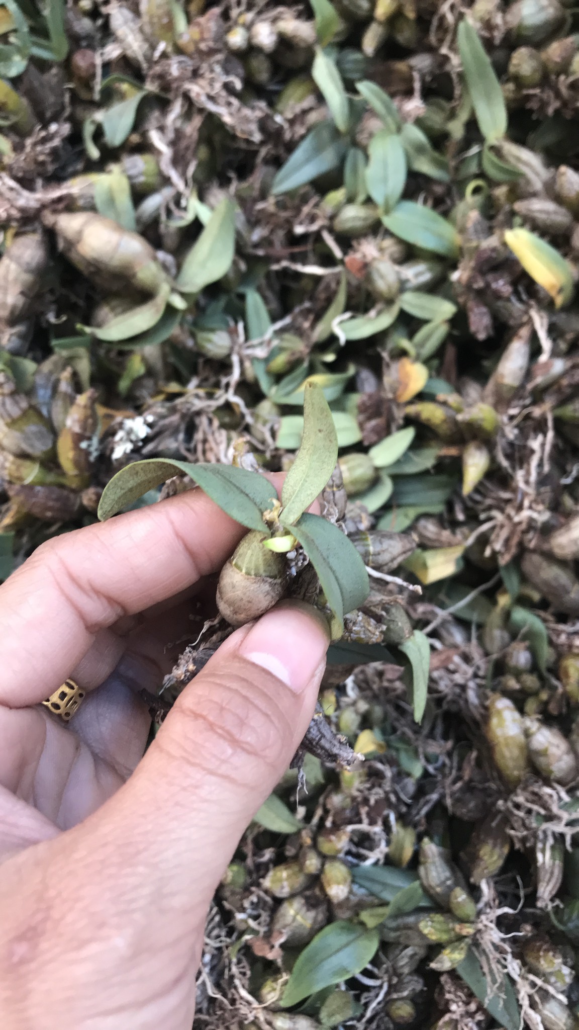 lan rừng Bạch Hỏa Hoàng Cam 150g 45k (giống cây nhỏ - đang nhú nụ ra hoa 17/01)