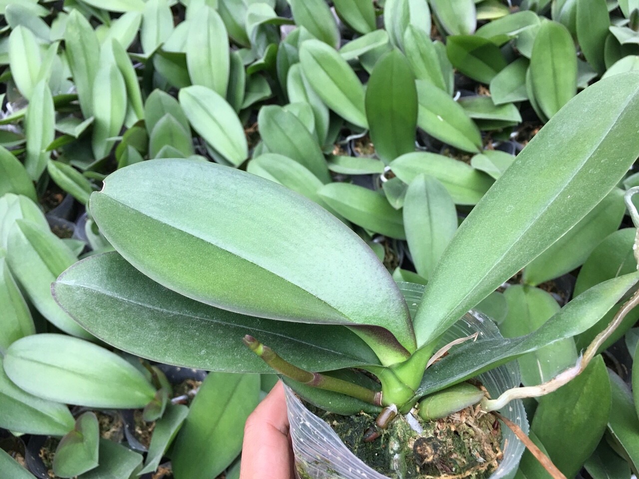 Lan hồ điệp đang ngồng hoa, cốc 2.5 Hoa Đại