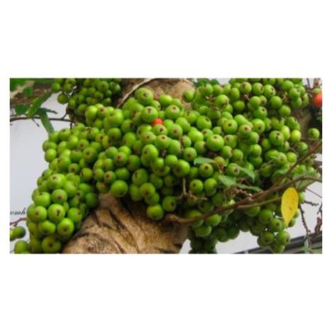 500gr Quả sung khô thái lát thơm ngon