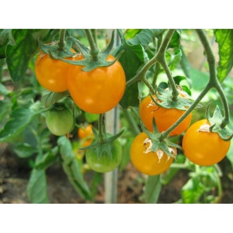 Hạt Giống Cà Chua Cherry Đỏ, cherry vàng, đóng gói 0.5gr