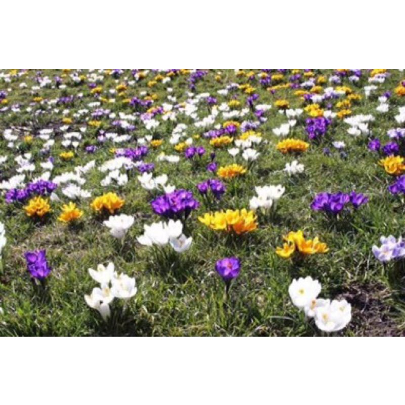 1 Củ hoa nghệ tây  saffron