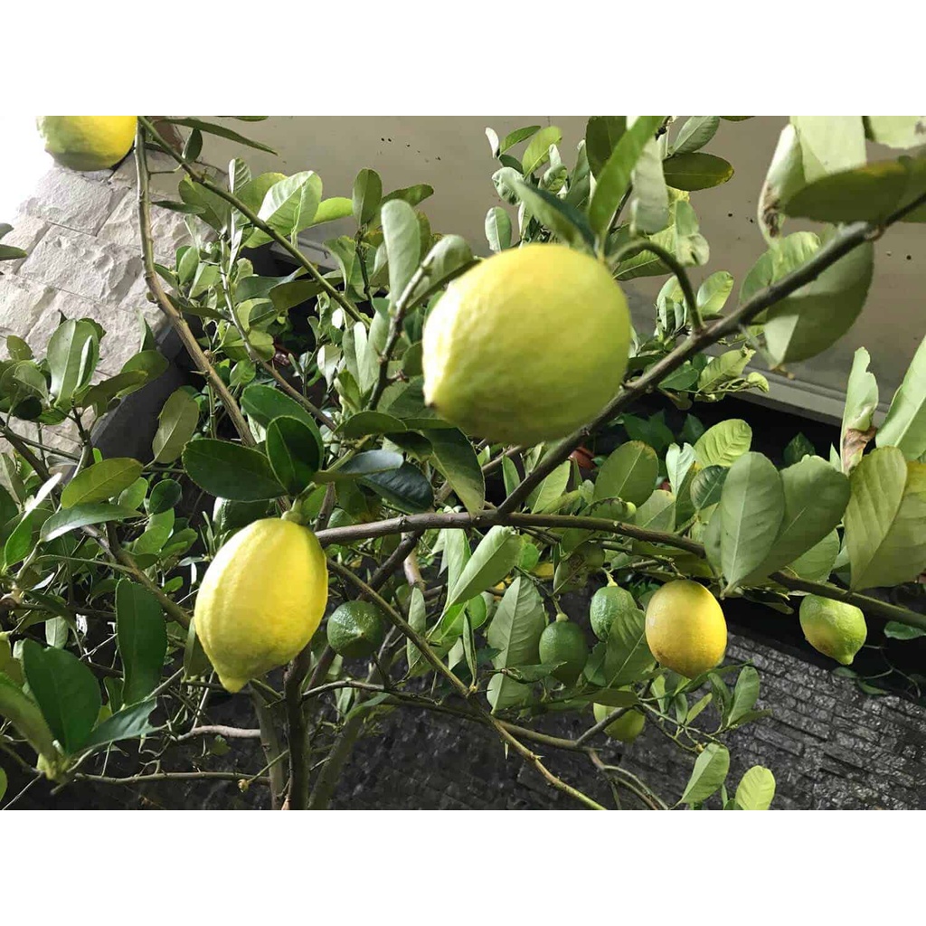 Cây chanh vàng EUREKA giống cao 70cm-90cm