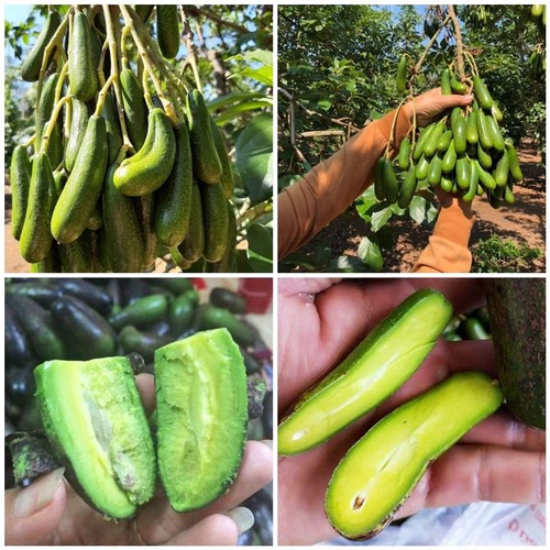 cây giống bơ siêu quả bơ không hạt