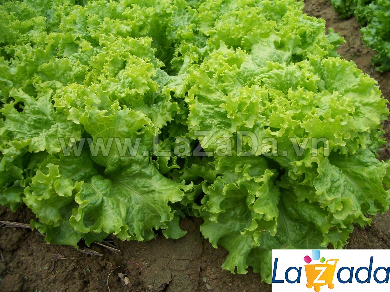 5Gr Hạt Giống Xà Lách Xoan Xanh (B1.202+B1.401| W3*V54*M149)