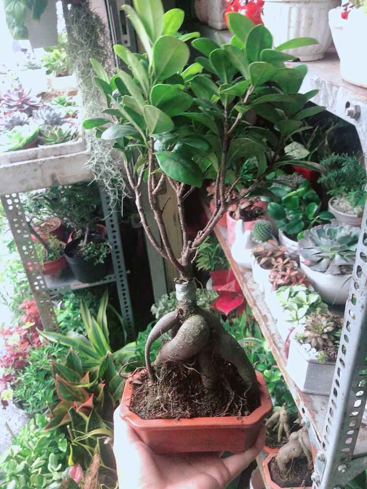 Chậu Cây Si Bonsai
