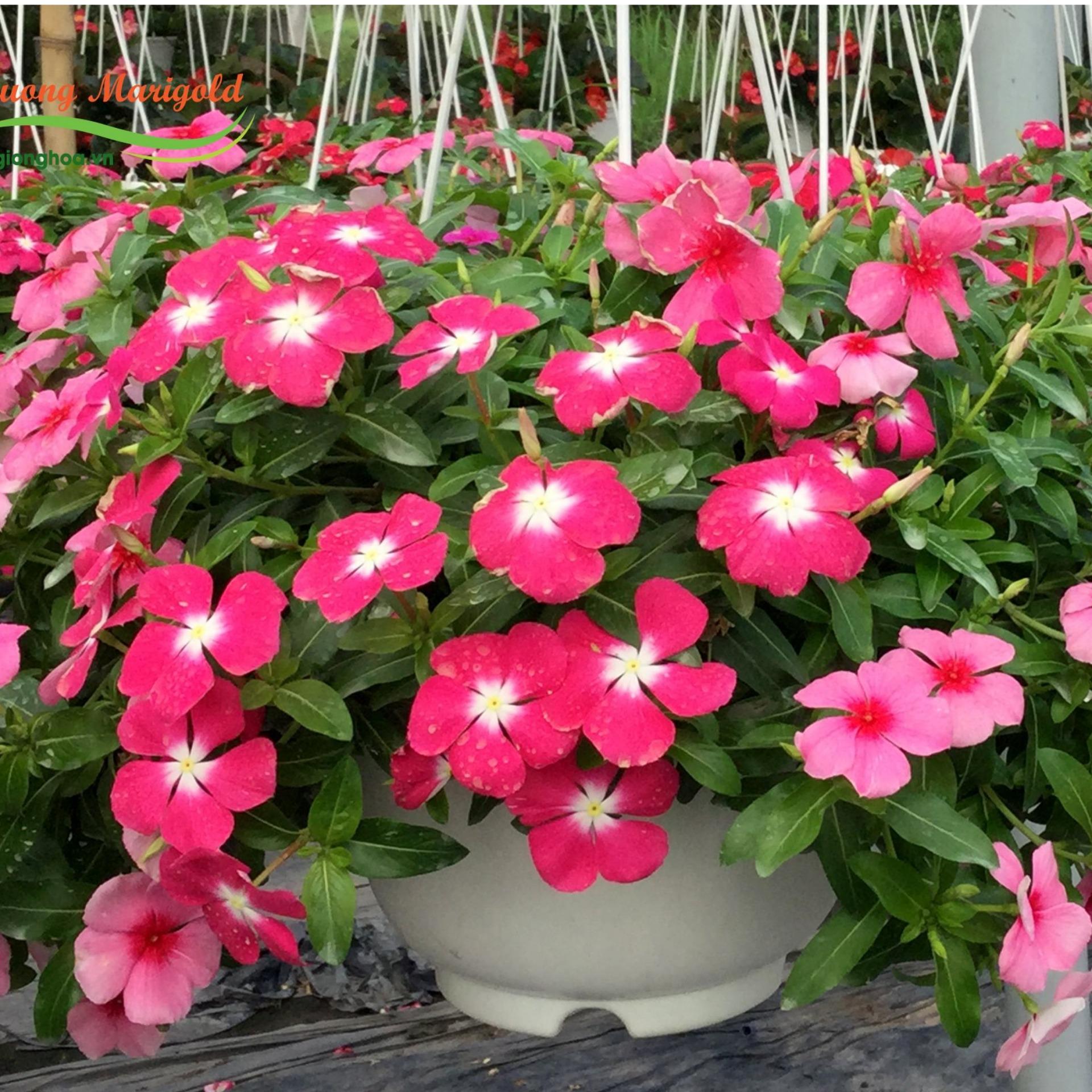 50 Hạt giống Dừa cạn hồng (tặng Kích nẩy mầm, Hướng dẫn ươm)