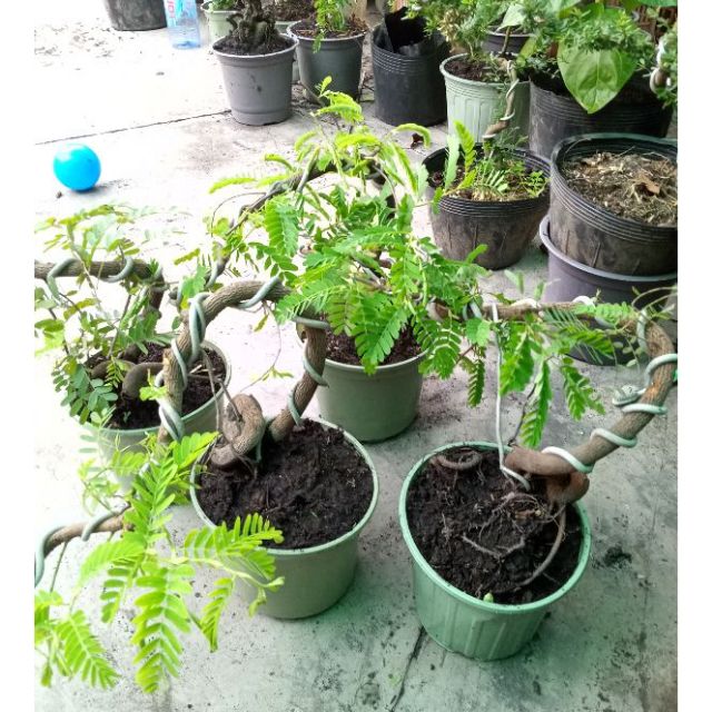 [HCM]Hạt giống cây me kiểng ngọt bonsai