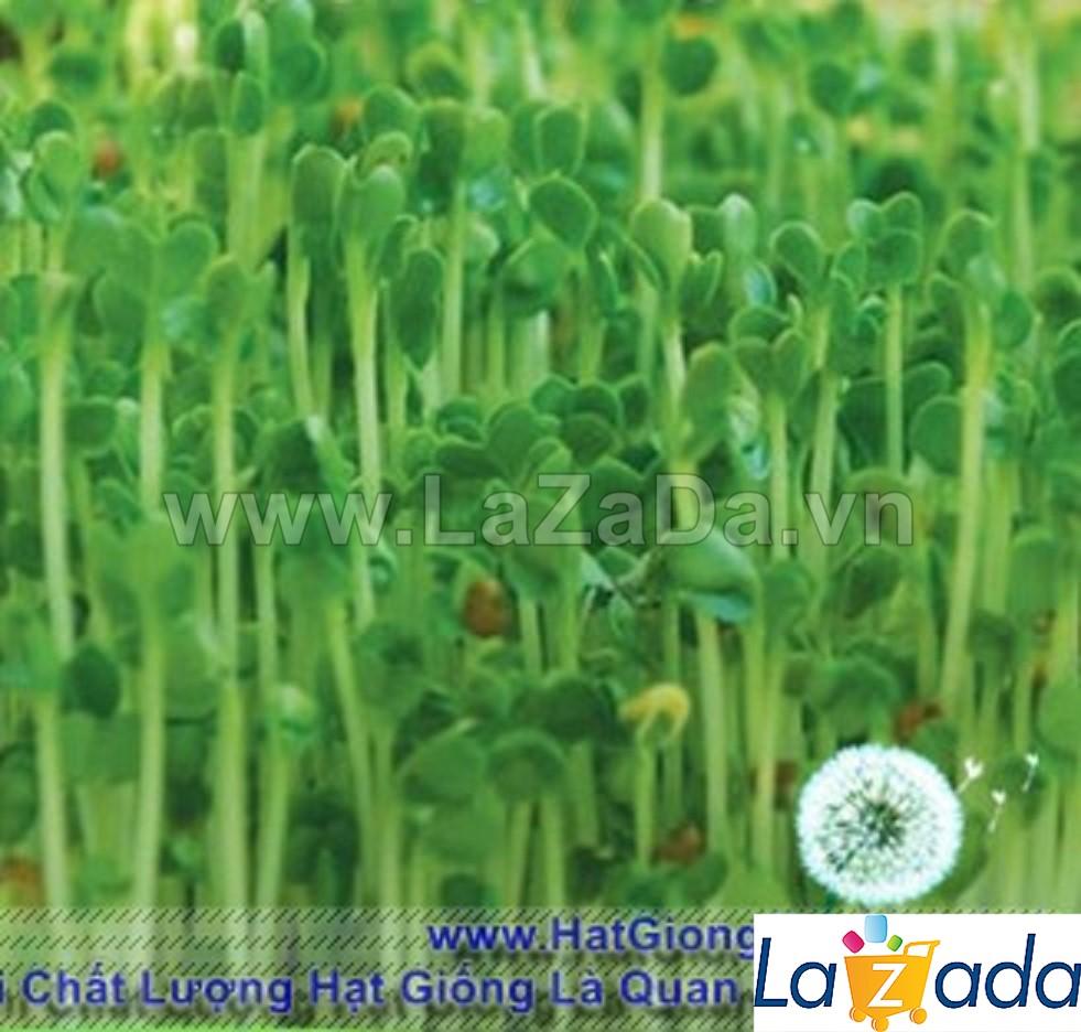 50Gr Hạt Giống Rau Mầm Cải Ngọt (A3.301| Y10*W63*M121)