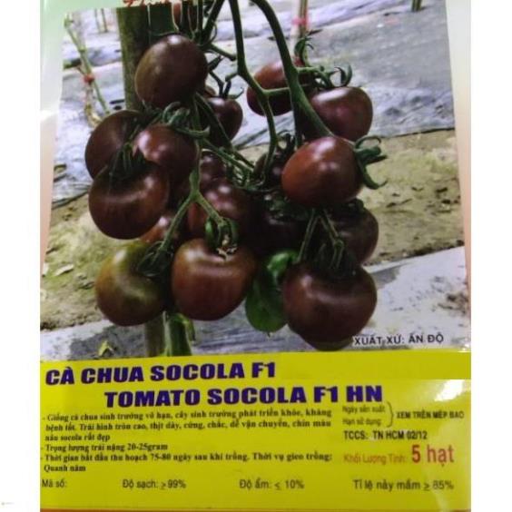HẠT GIỐNG CÀ CHUA SOCOLA F1 - GÓI 5 HẠT