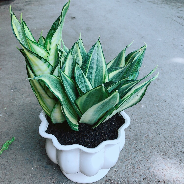 Chậu lưỡi hổ thái vàng