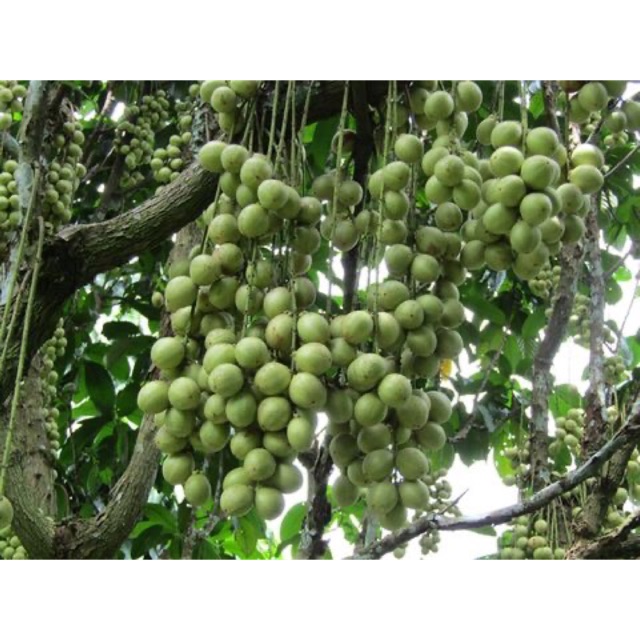 Tổng hợp hơn 138 về dâu da màu vàng hay nhất