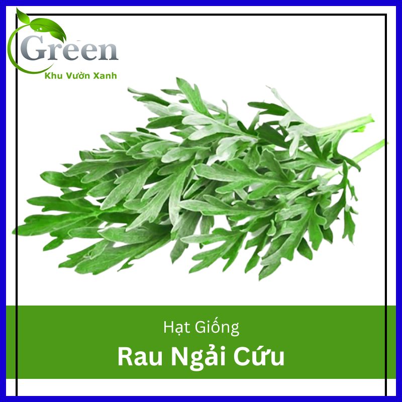 Hạt Giống Cây Ngải Cứu (Gói 50 hạt) Chịu Nhiệt, Tái Sinh Mạnh, Thu Hoạch Quanh Năm