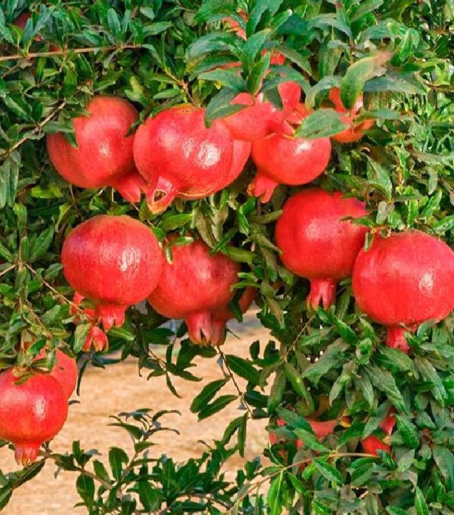 Hạt Giống Lựu Đỏ Đậm Lùn F1 - gói 10 hạt