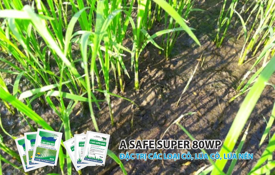 Thuốc Safe super 80wwp đặc trừ các loại cỏ , lúa cỏ, lúa nền, lúa rài, lúa lộn, lúa 2 tầng, lúa cơi hiệu quả số 1 hiện nay