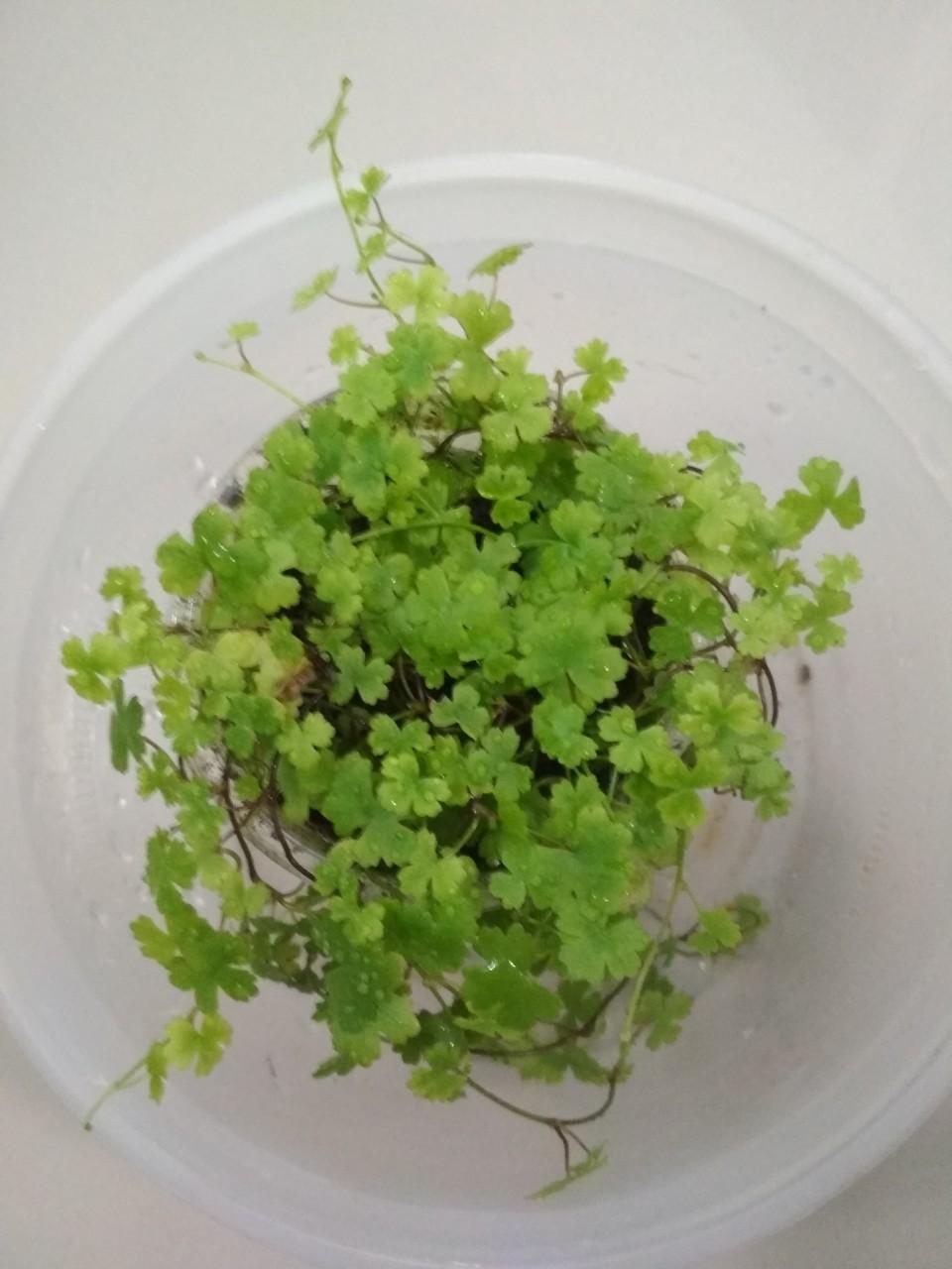 Cây thủy sinh rau má hương