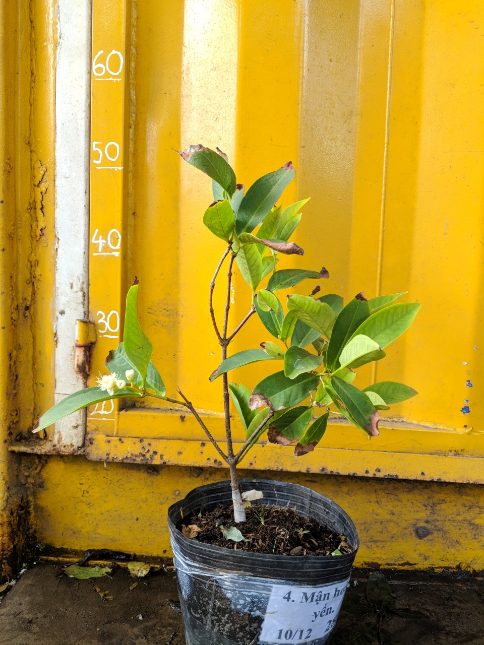 Cây mận Hoàng Yến (siêu sớm)