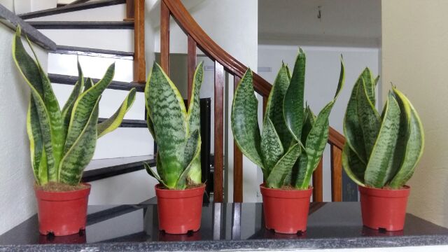 Cây Lưỡi Hổ Thái Để Bàn