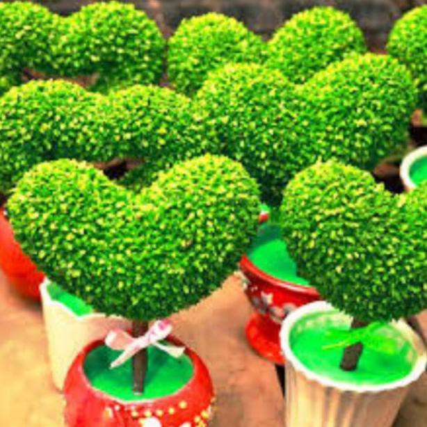 Hạt giống cỏ may mắn 100 hạt