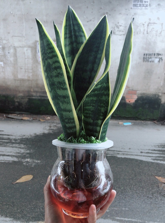 Chậu Lưỡi Hổ Trồng Thuỷ Sinh