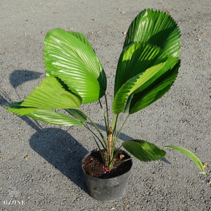 Cây kè Nhật ( cọ Nhật )
