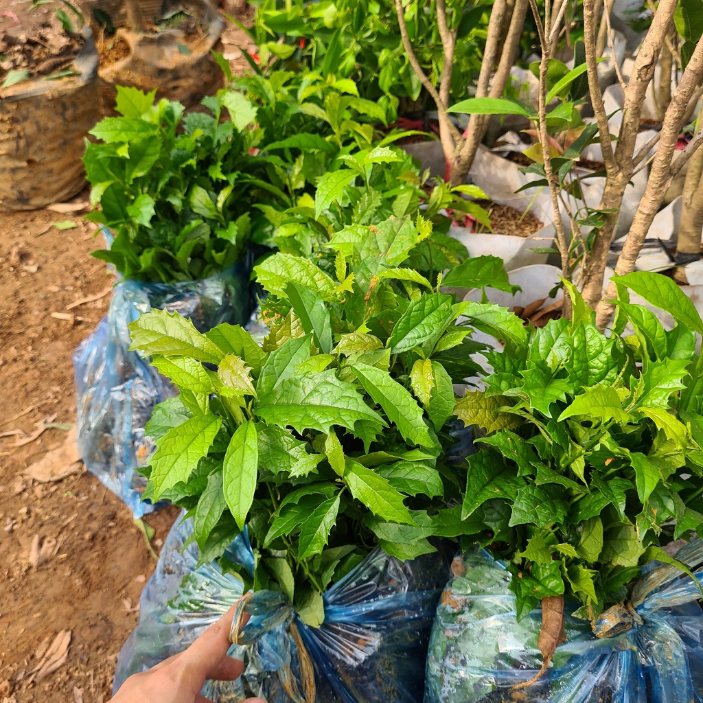 combo 20 cây xạ đen giống