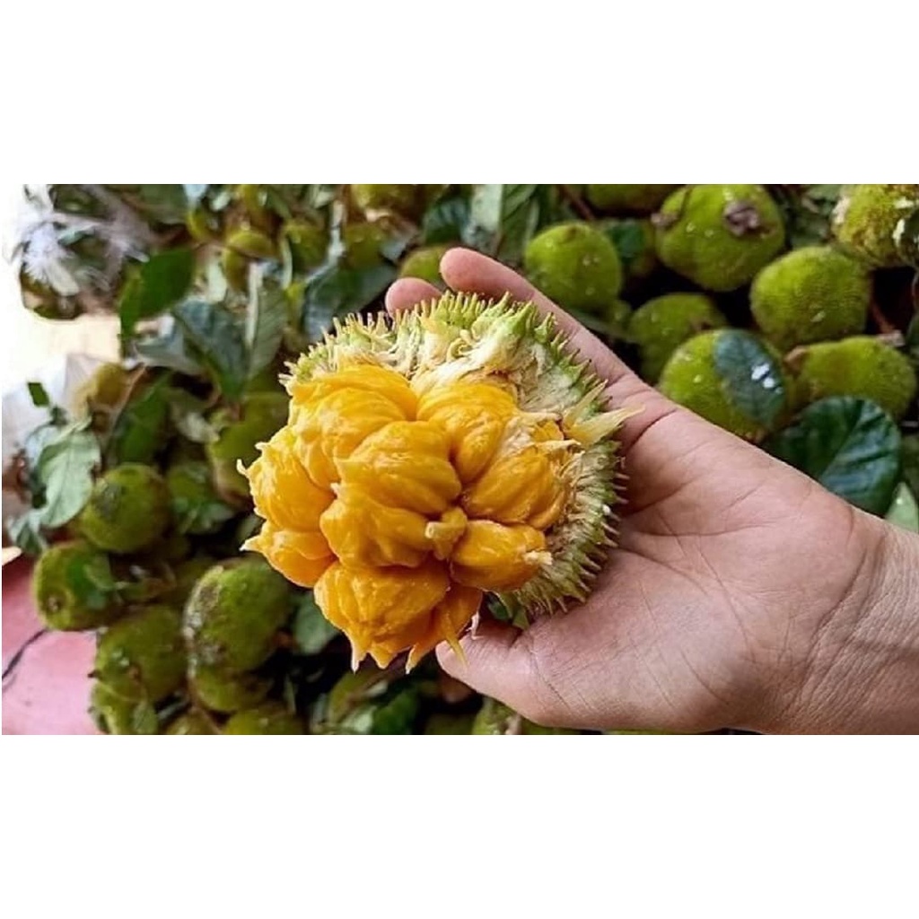 Cây giống mít ấn độ qủa nhỏ siêu thơm