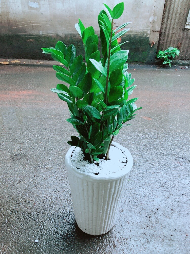[HCM]Cây Kim Tiền Lớn Chậu Cao